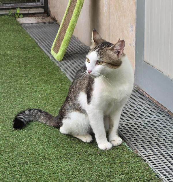 CESIRA GATTINA  Foto 3